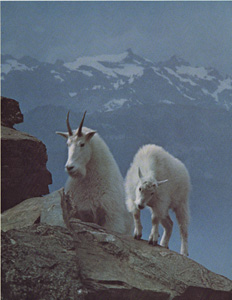 Rocky Mountain Goats, British Columbia